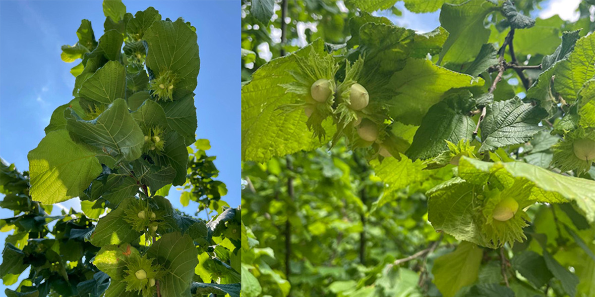 Nocciolo: come superare l’estate senza stress da caldo